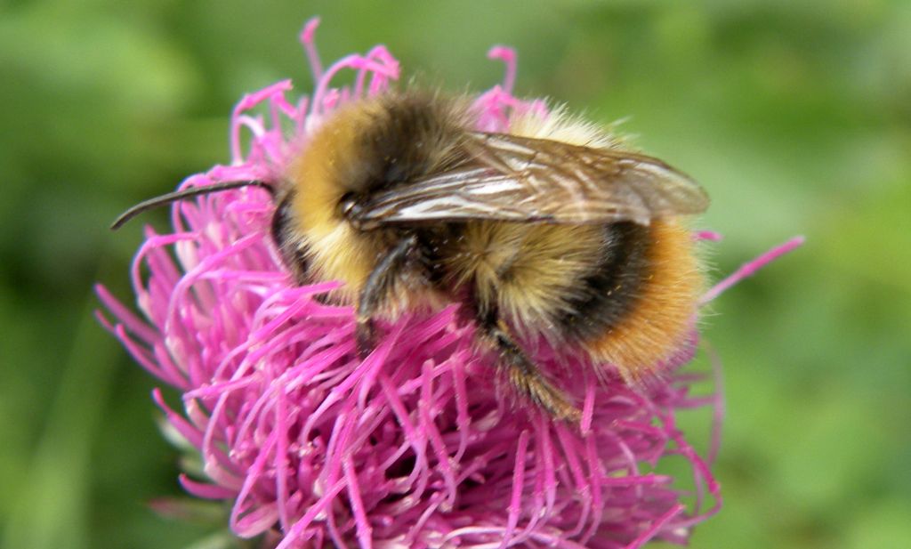 Bombus o Psithyrus? Forse maschio di B. pratorum